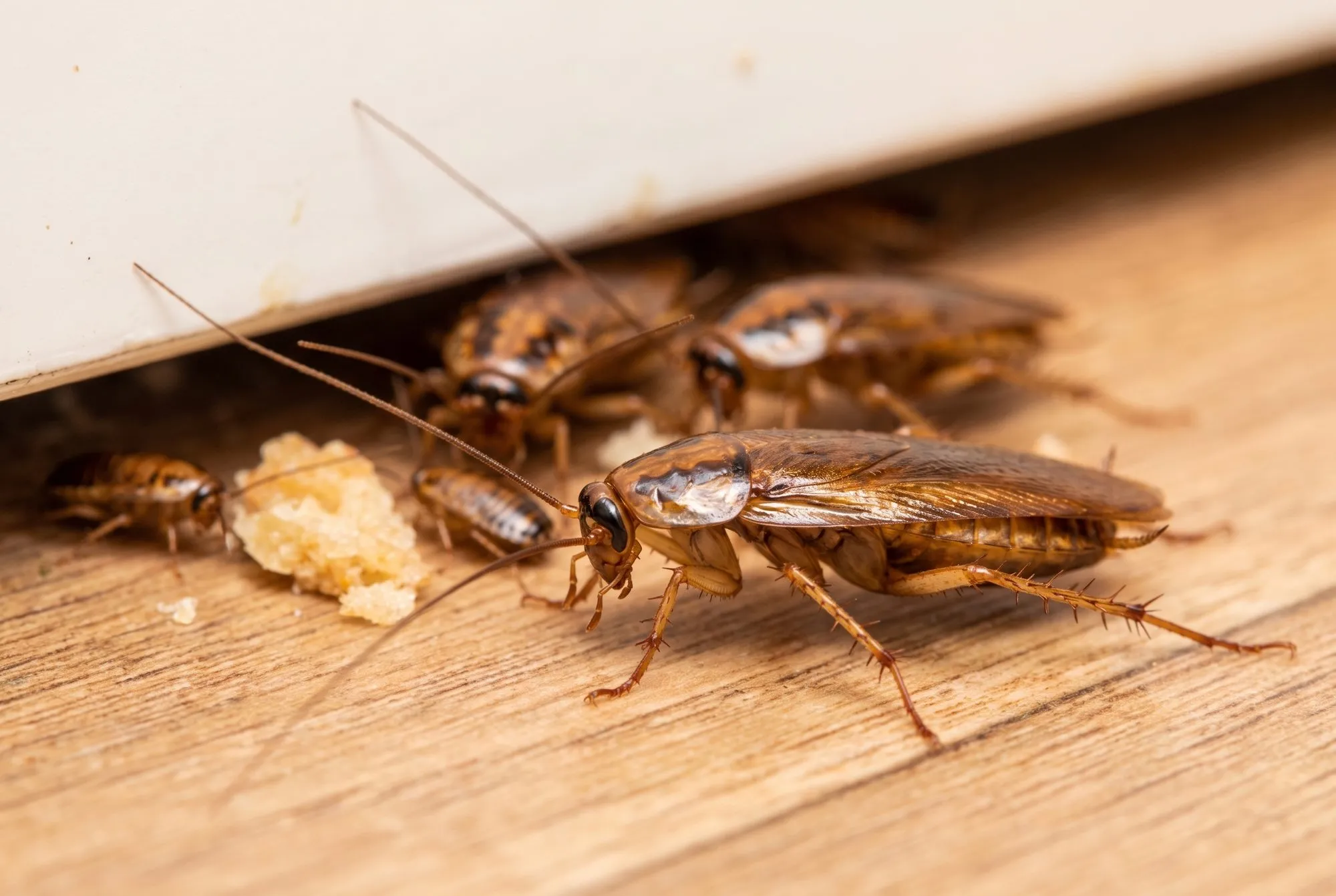 Cockroach Control