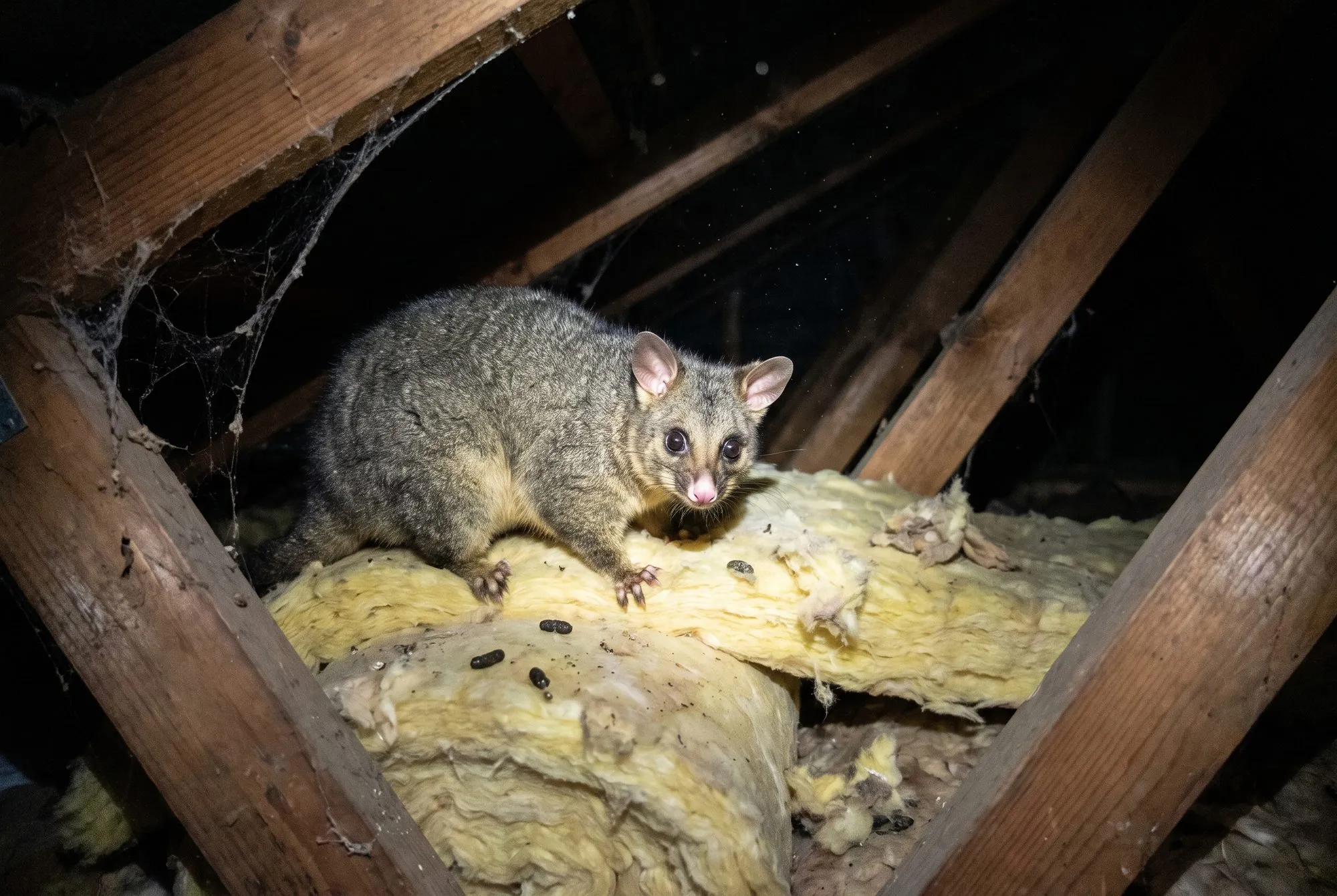 Possums, Birds & Roof Pests