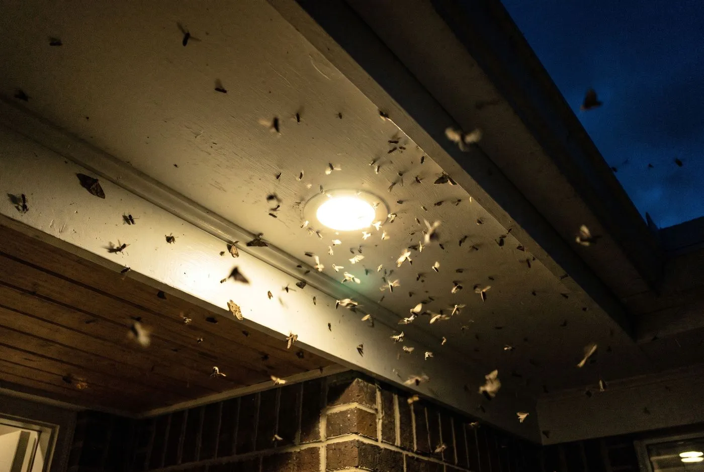 Winged ants swarming