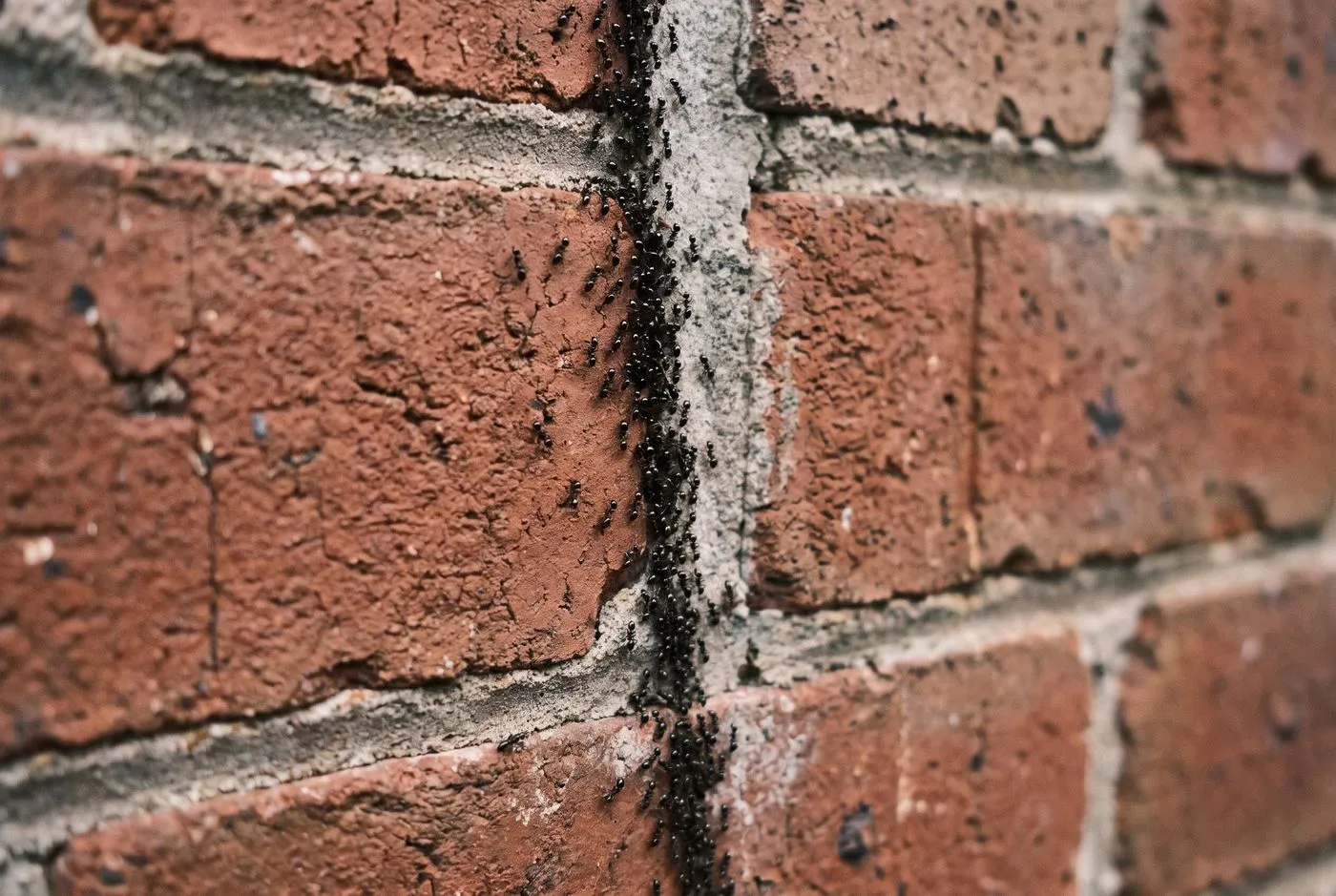 Trails up external walls