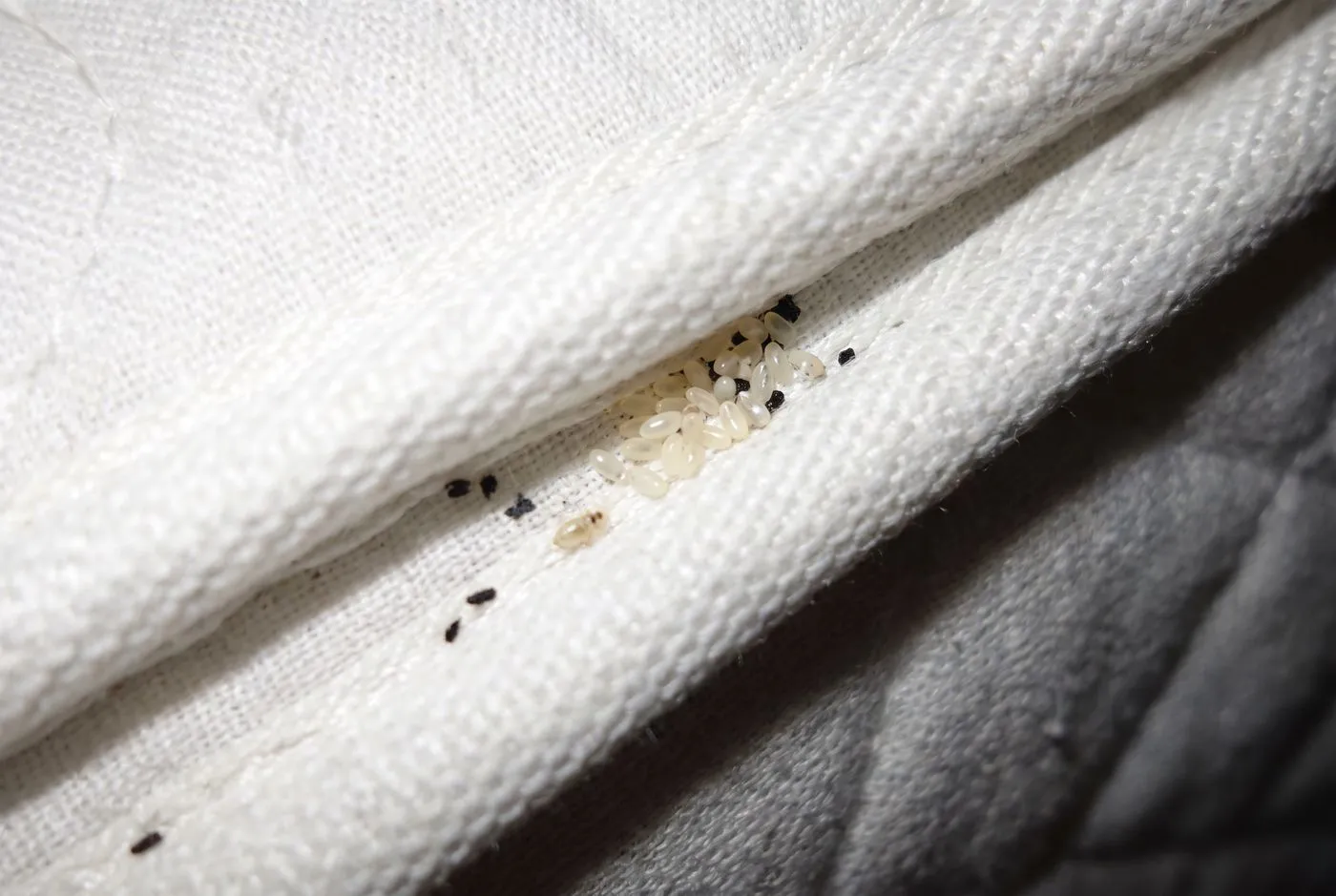 Tiny eggs in crevices