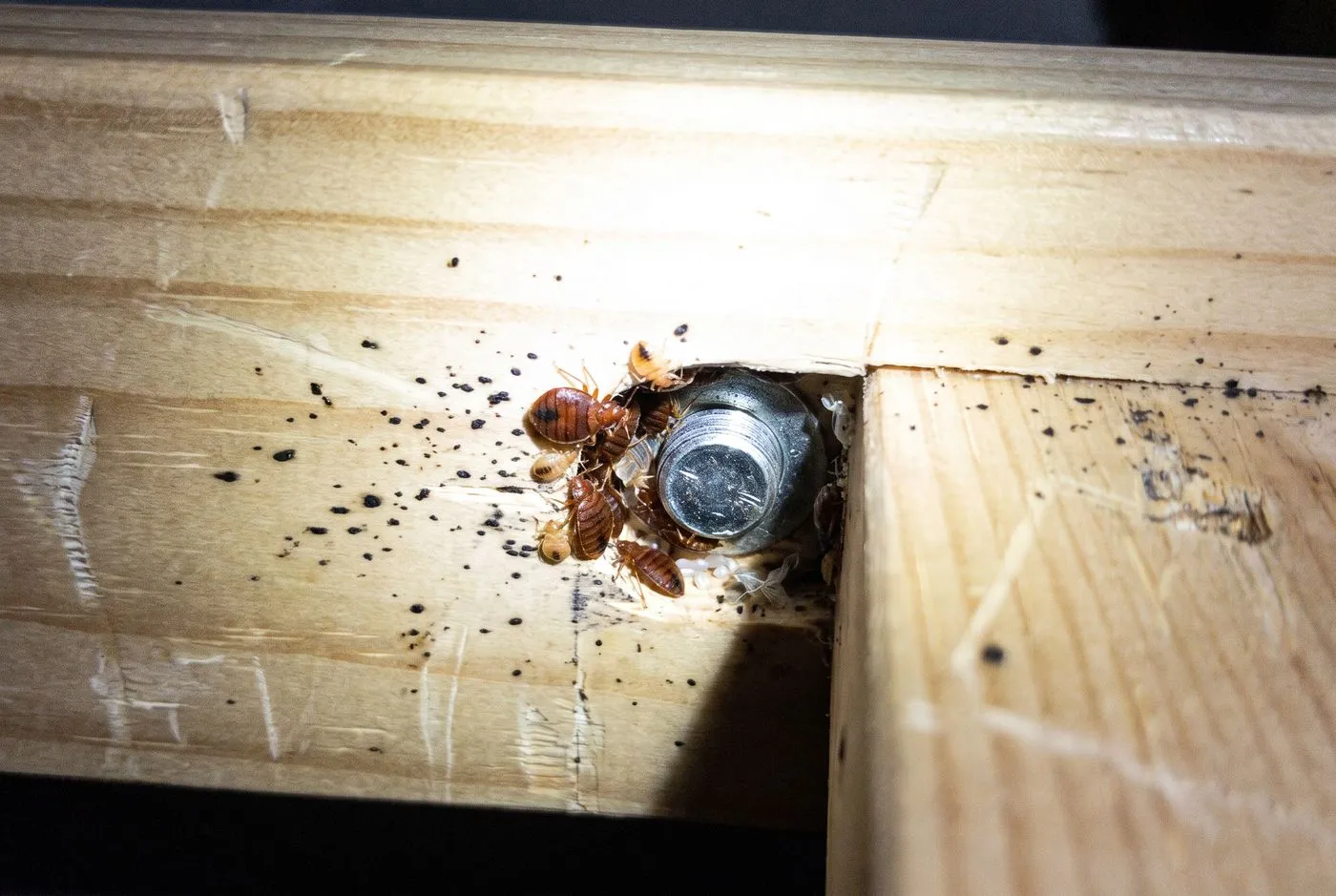 Bugs in frame joints
