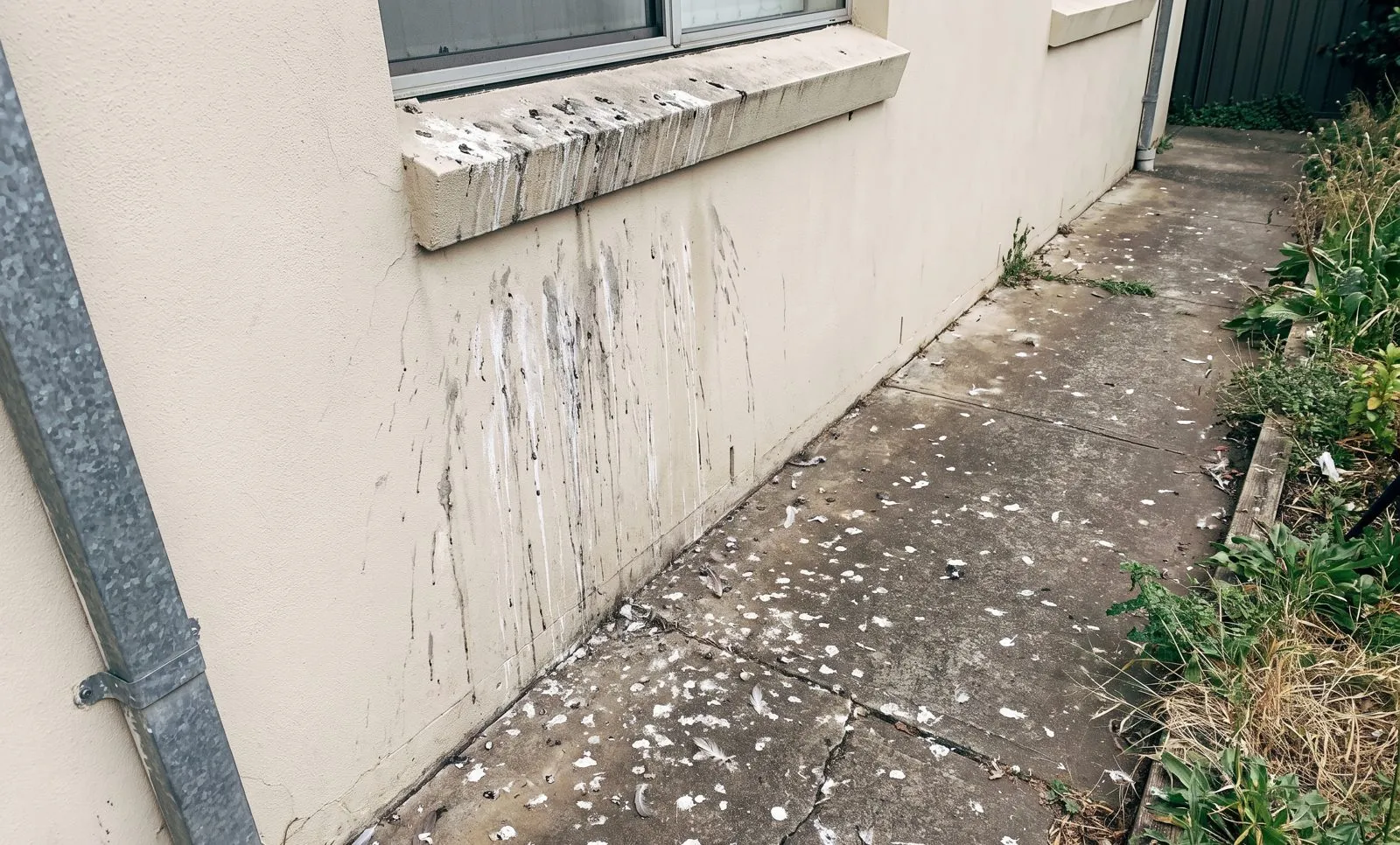 Droppings on paths and walls