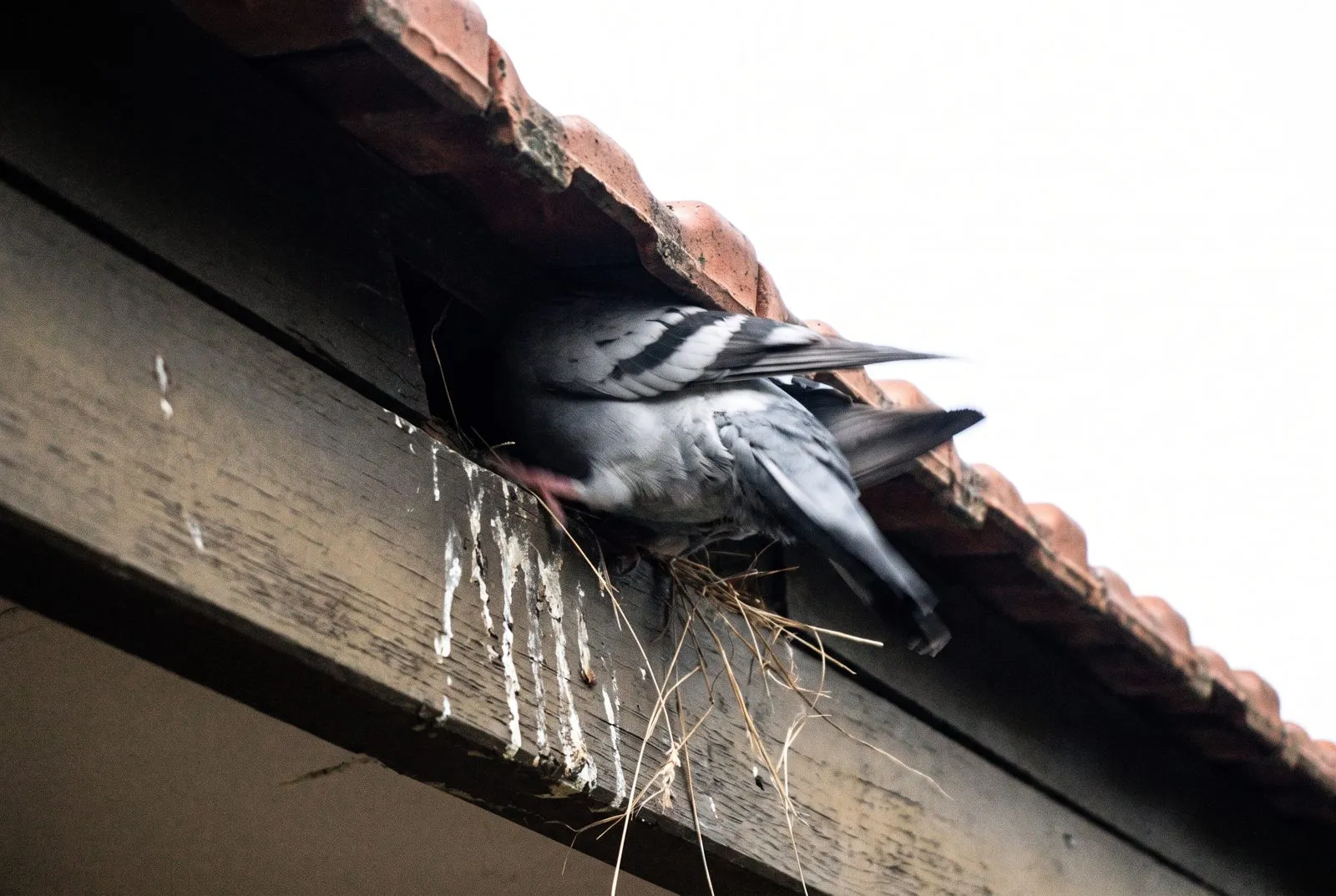 Birds entering the eaves