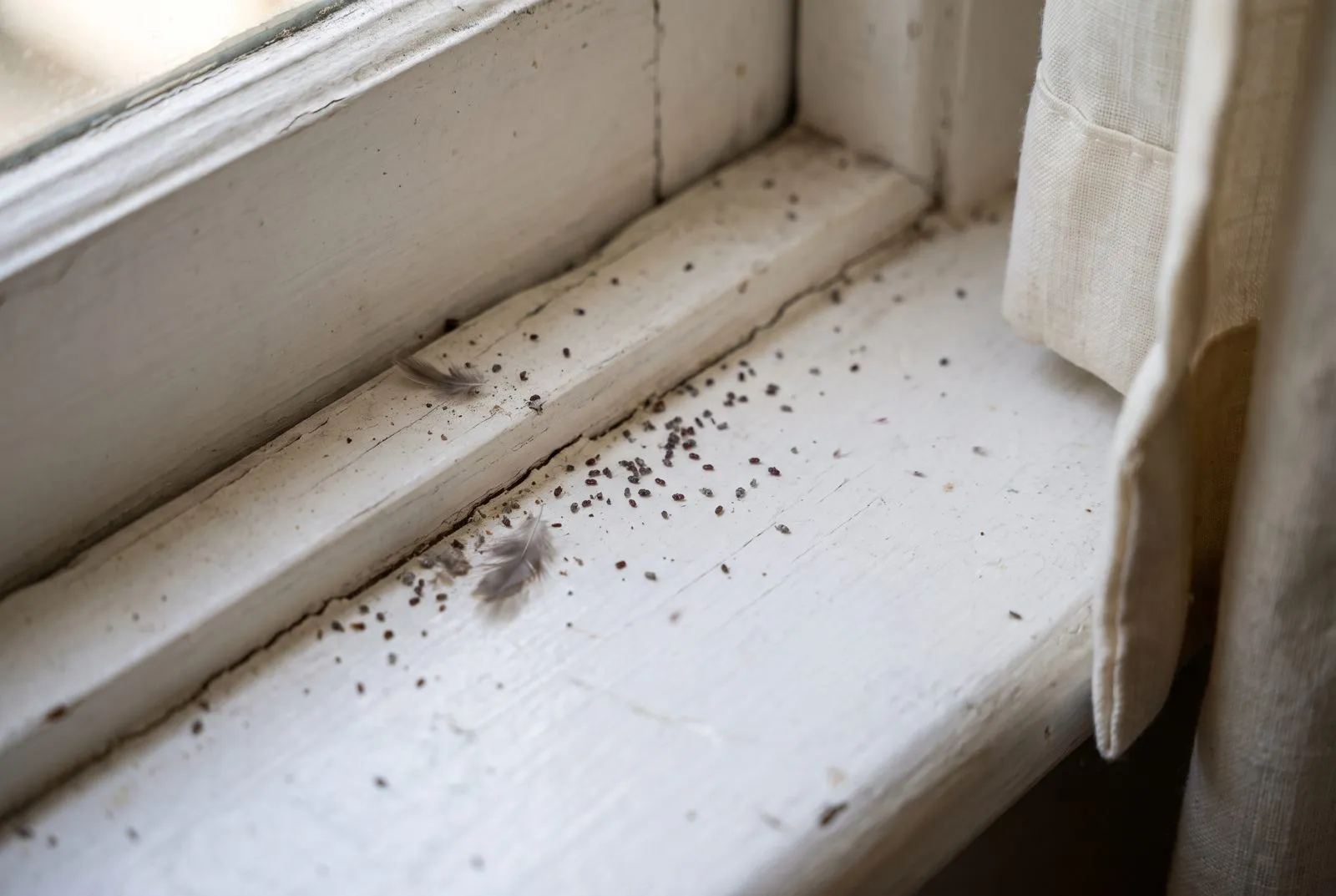 Bird lice appearing indoors