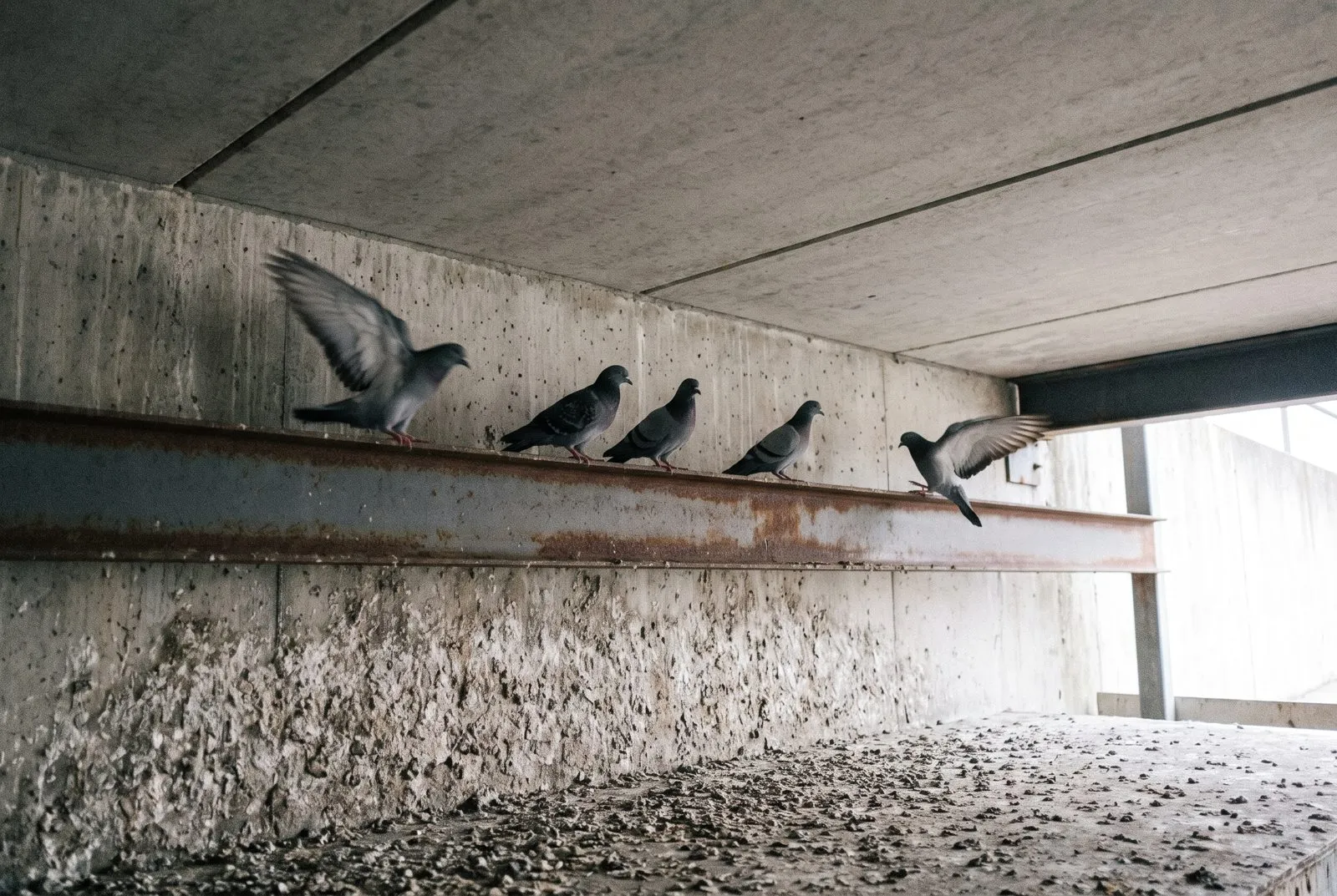 Roosting on ledges and beams