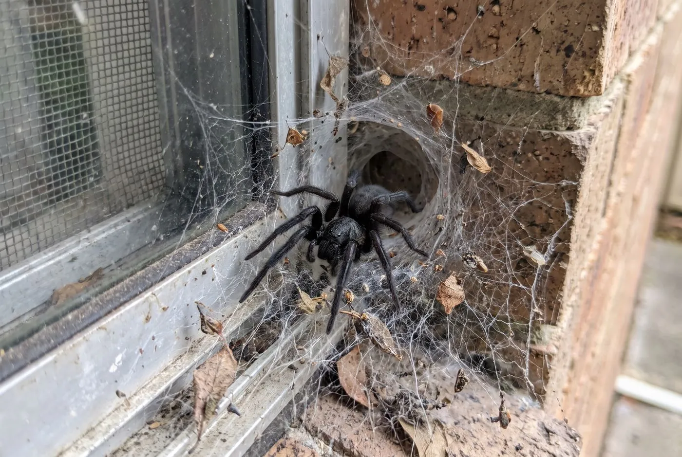 Black house spider