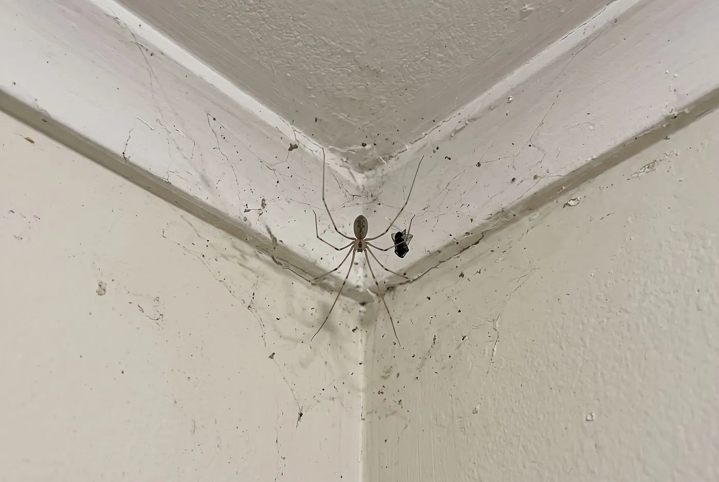 Daddy long-legs