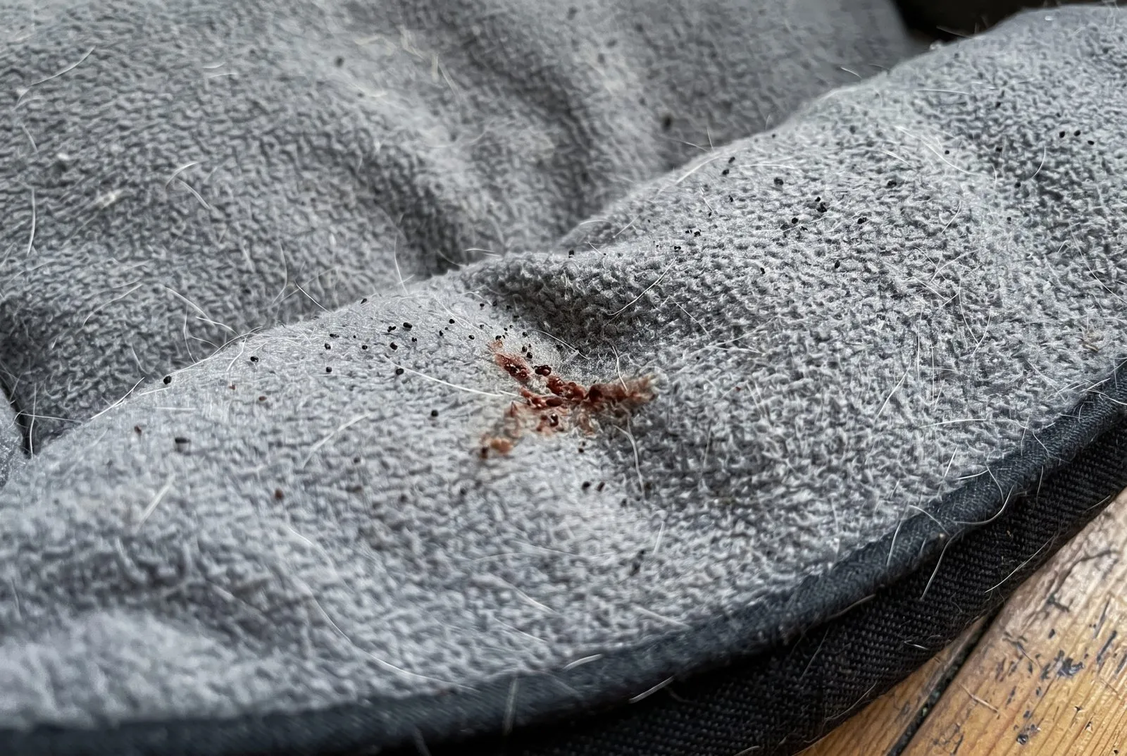 Flea dirt in pet bedding