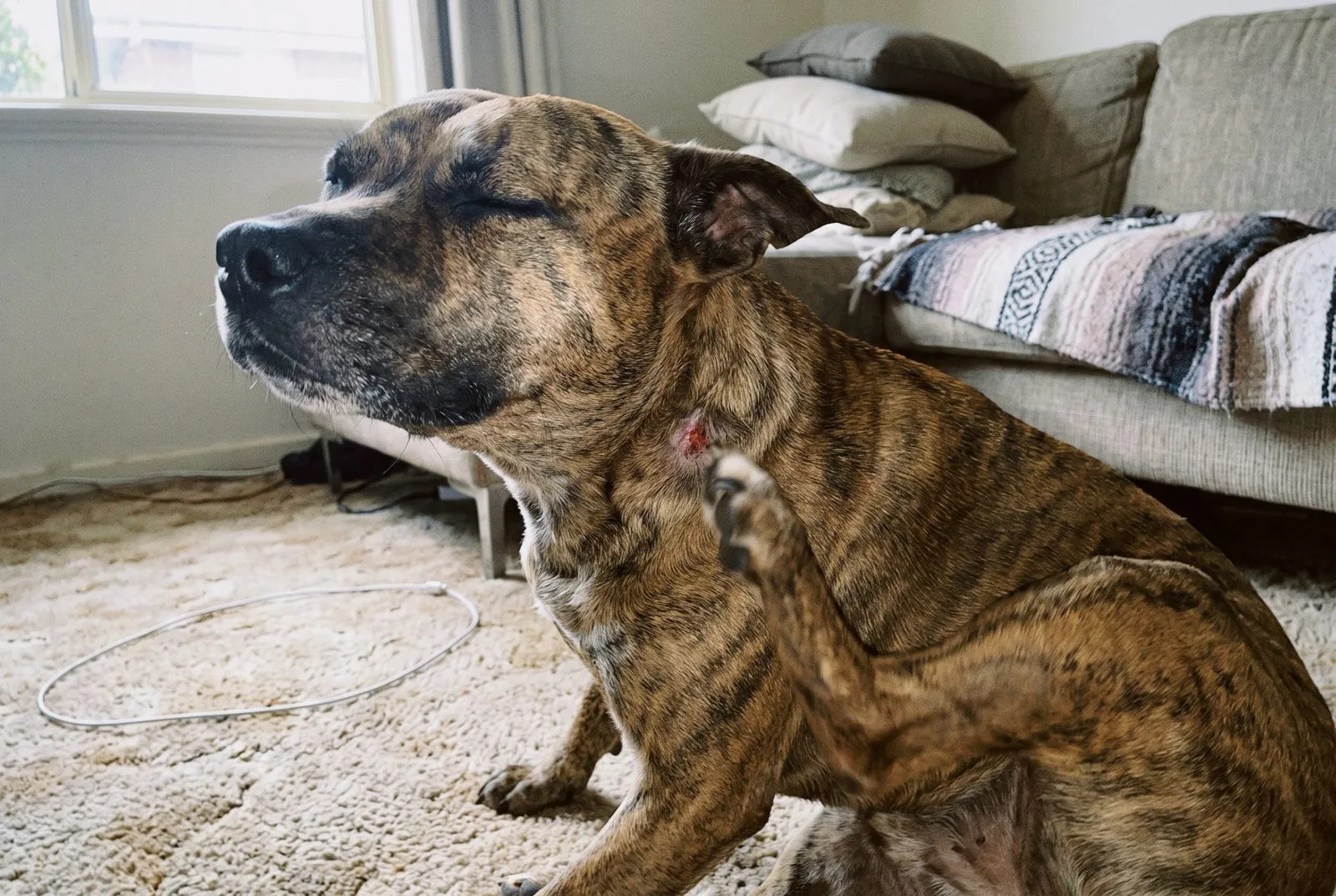 Pets scratching constantly