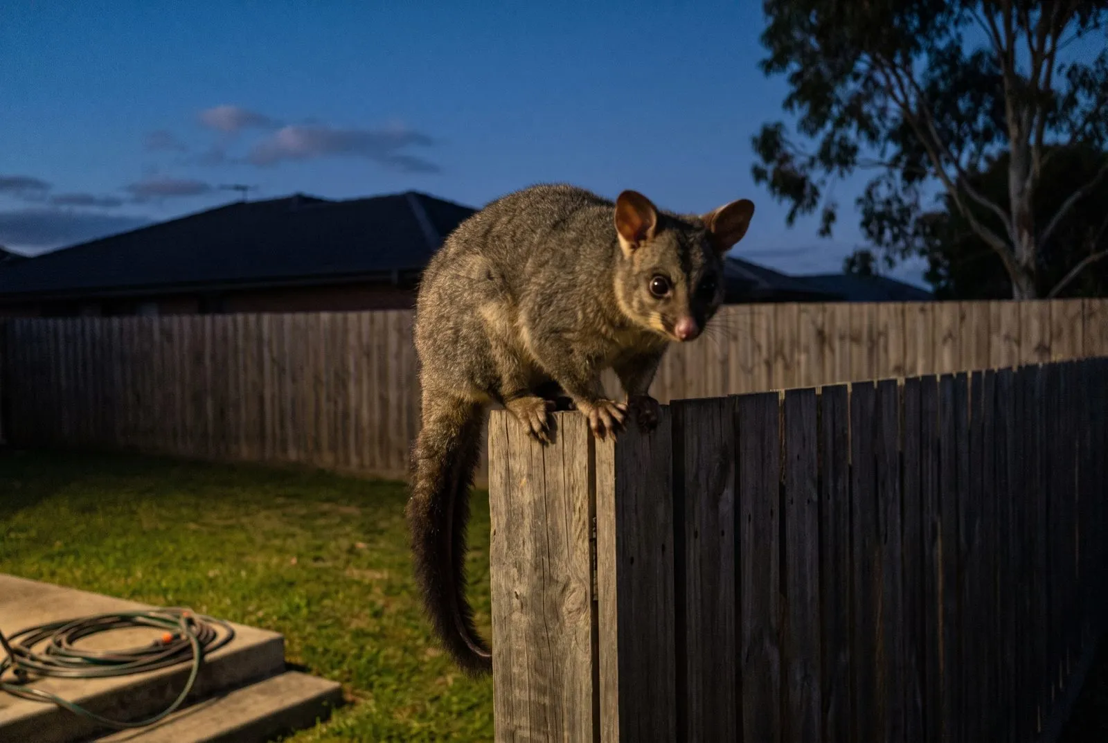 Wildlife or strays in the yard