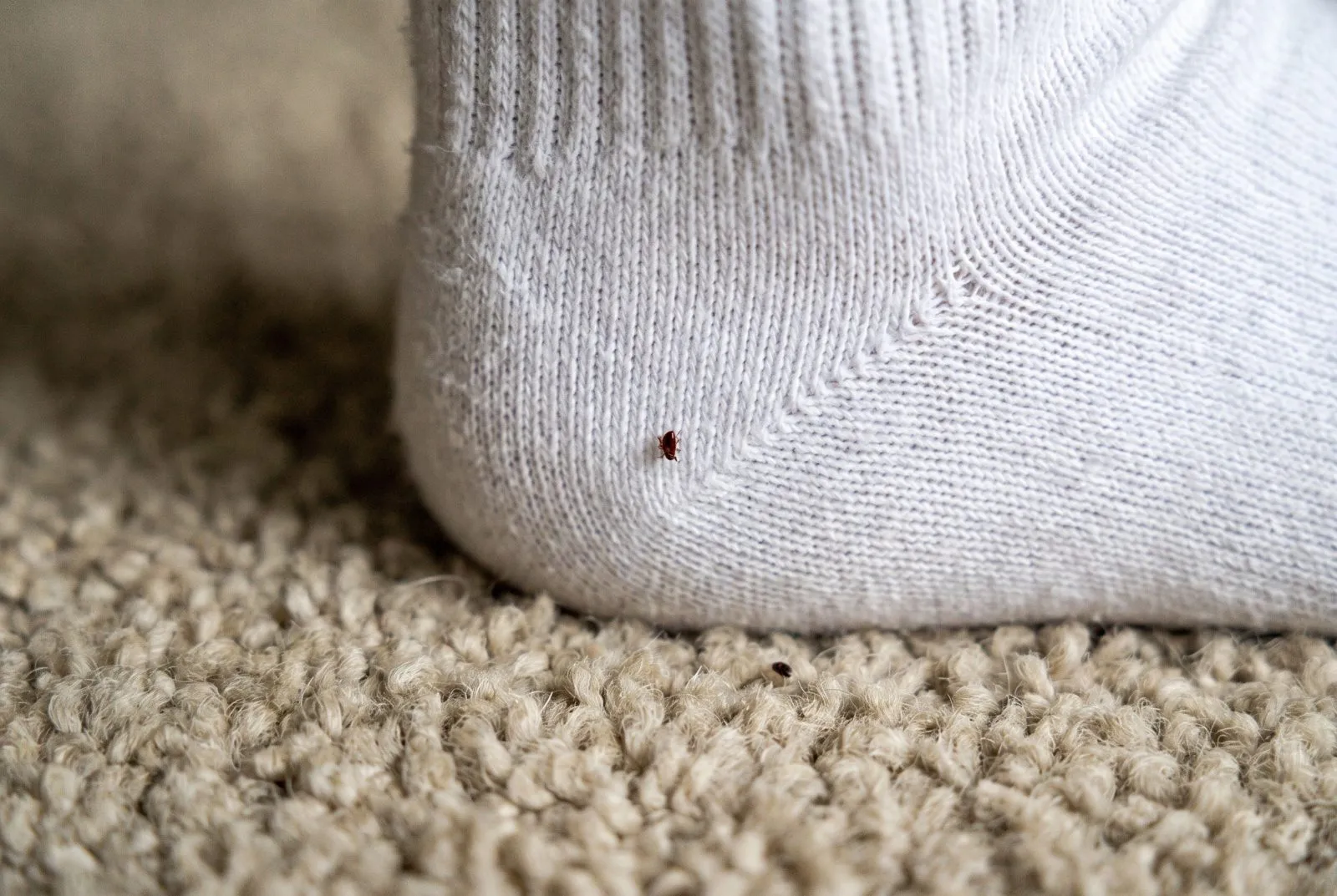 Tiny jumping specks