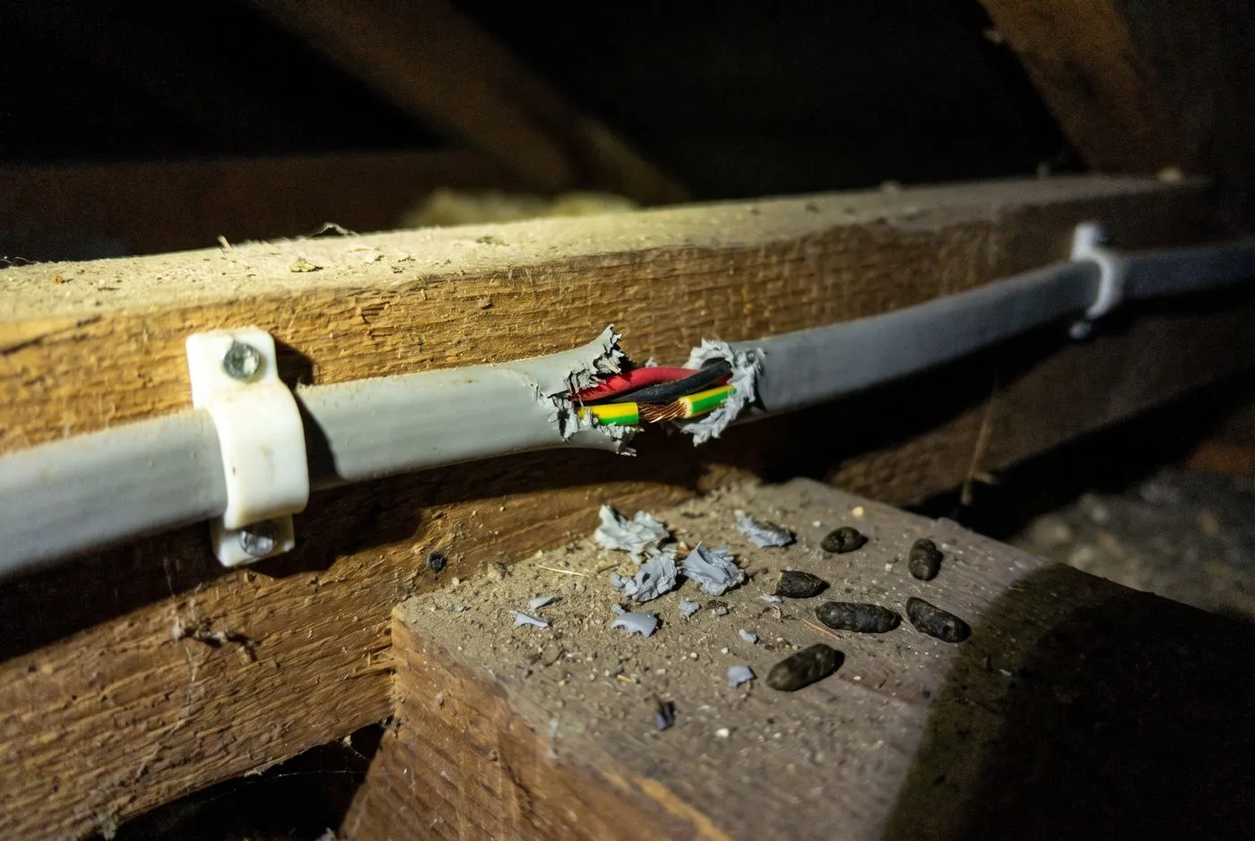 Gnawed cables or timber
