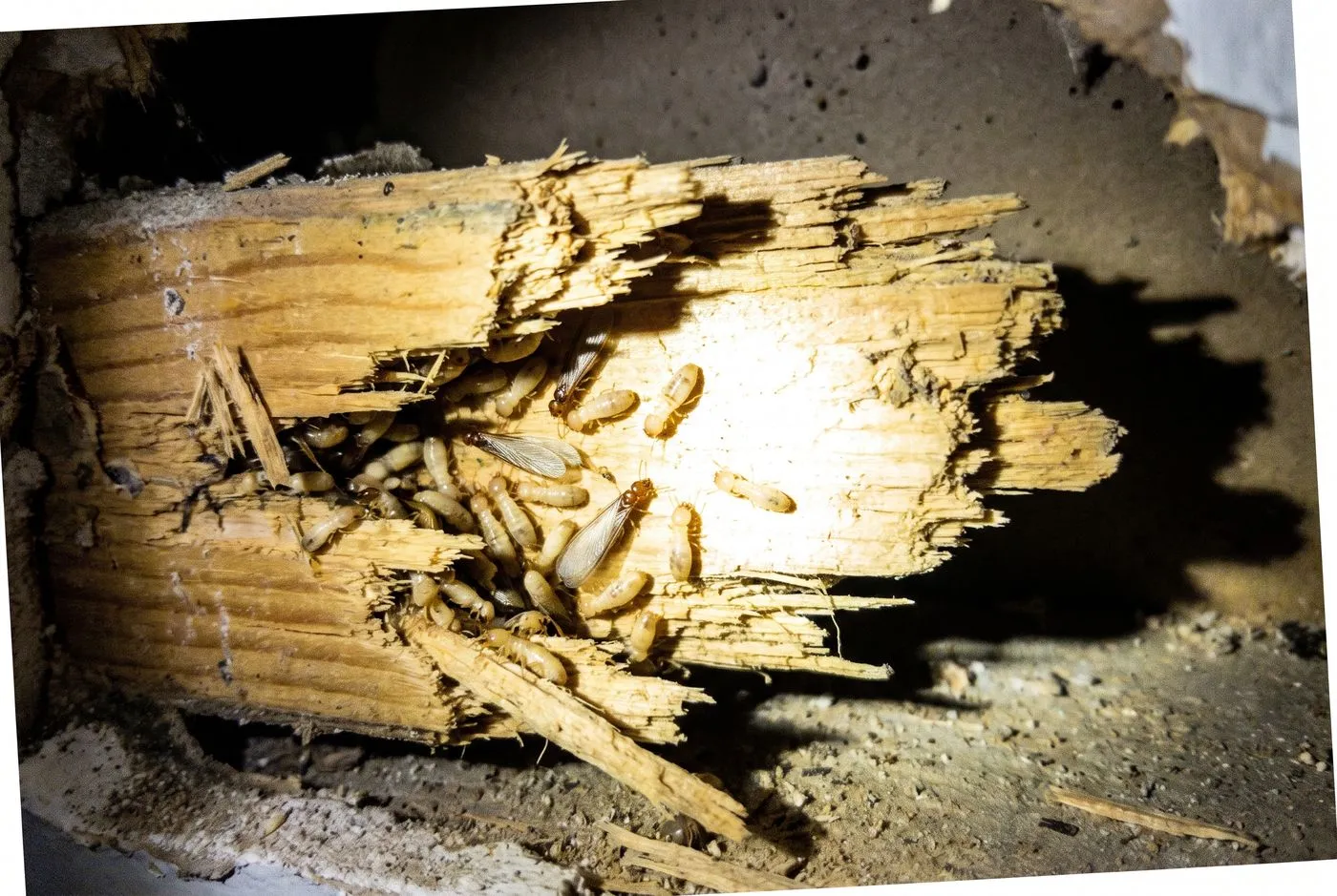 Live termites in timber
