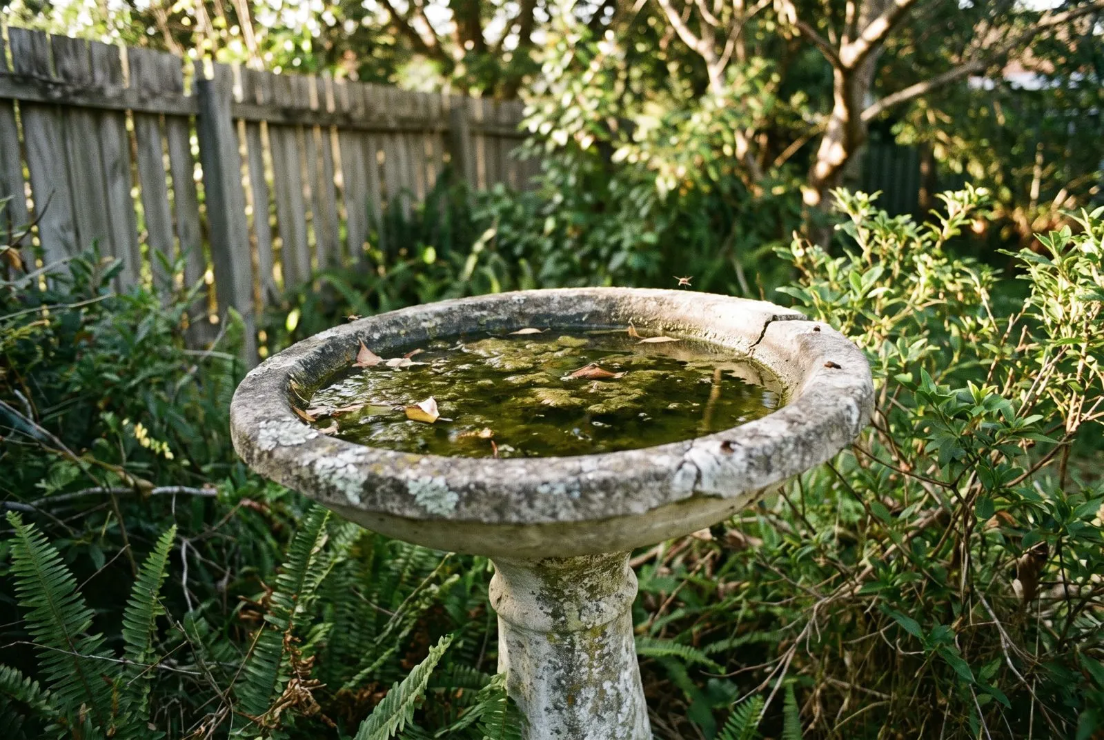 Bird baths and ponds