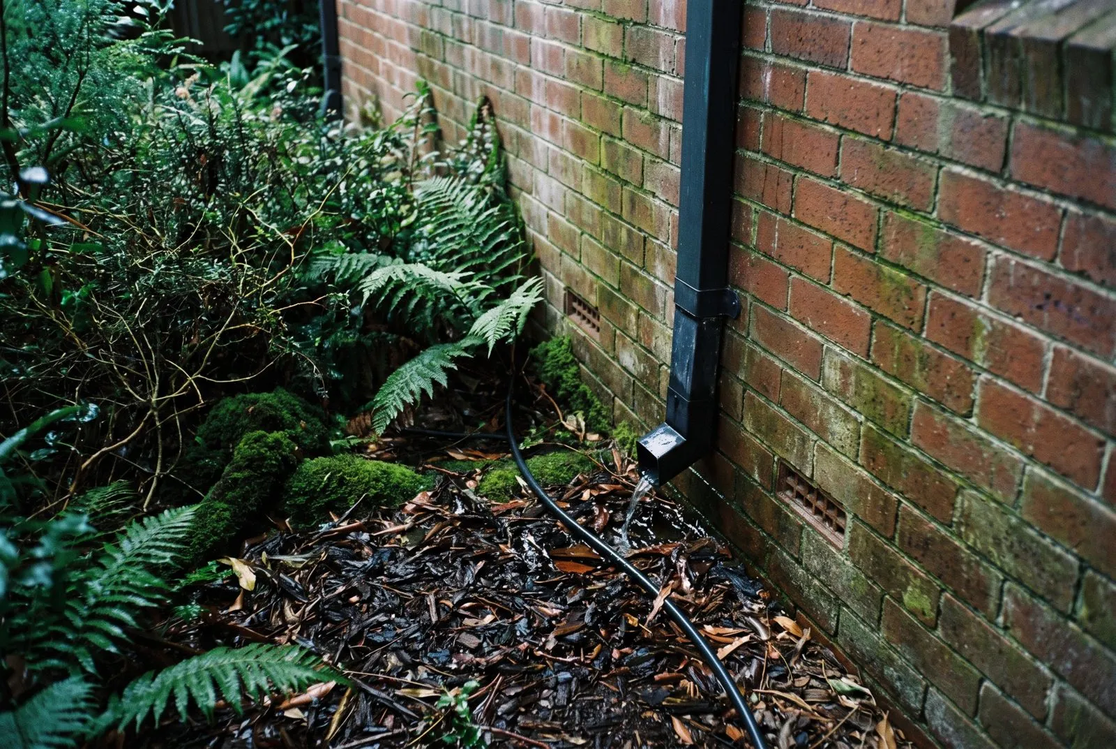Dense, damp garden beds