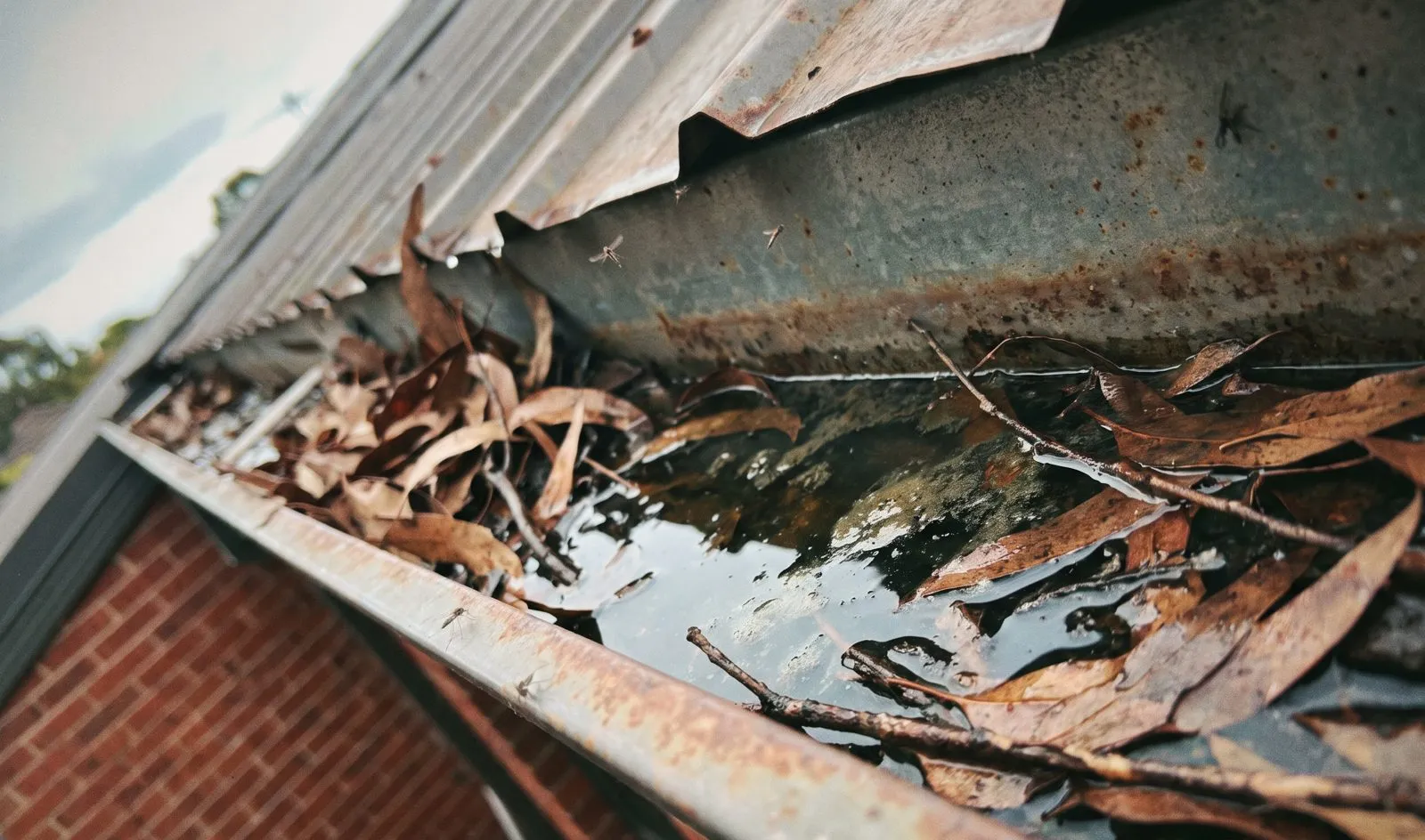 Blocked gutters holding water