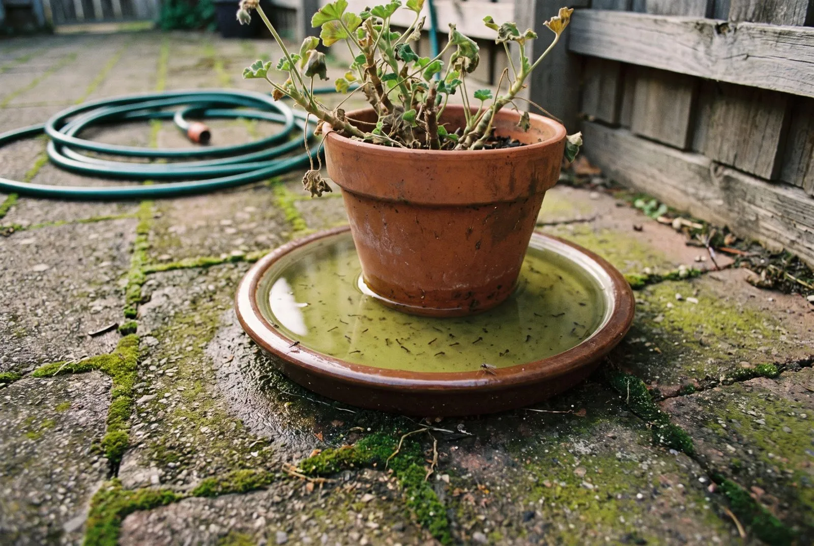 Pot plant saucers