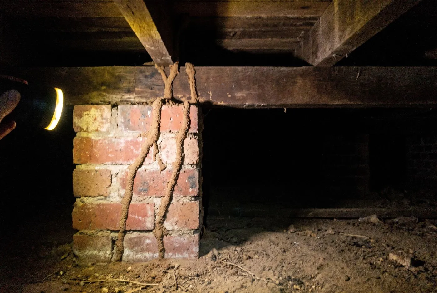 Mud tubes up piers or walls