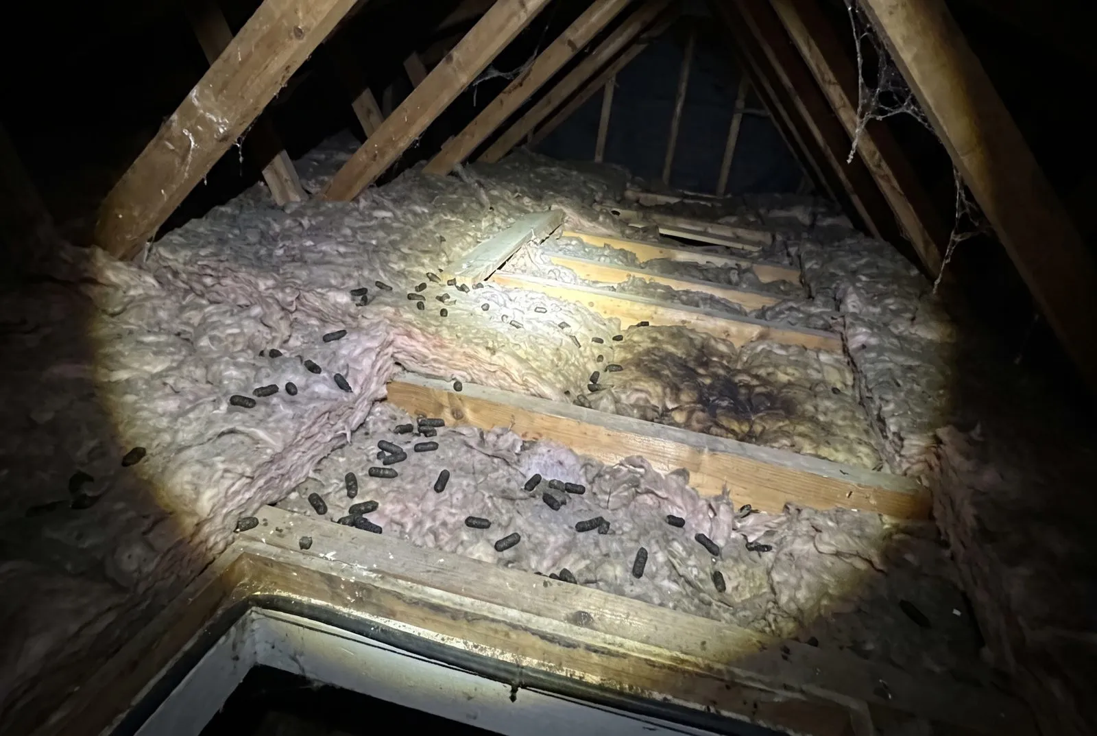Droppings in the roof void