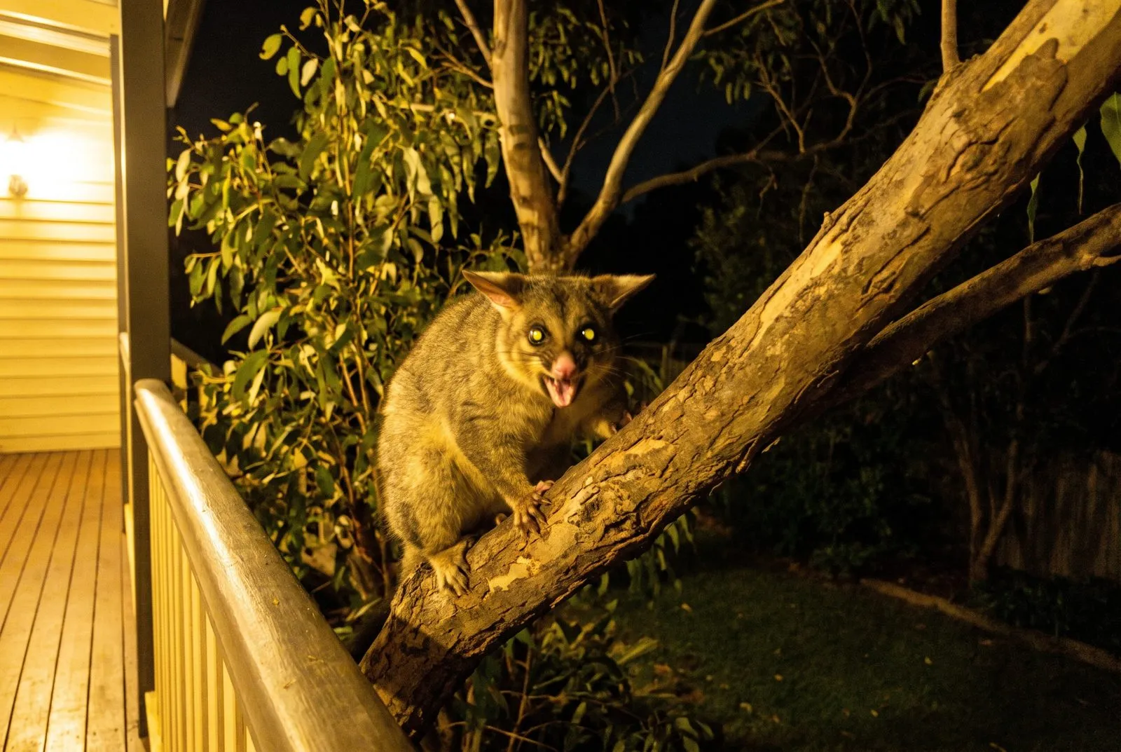 Hissing or coughing calls