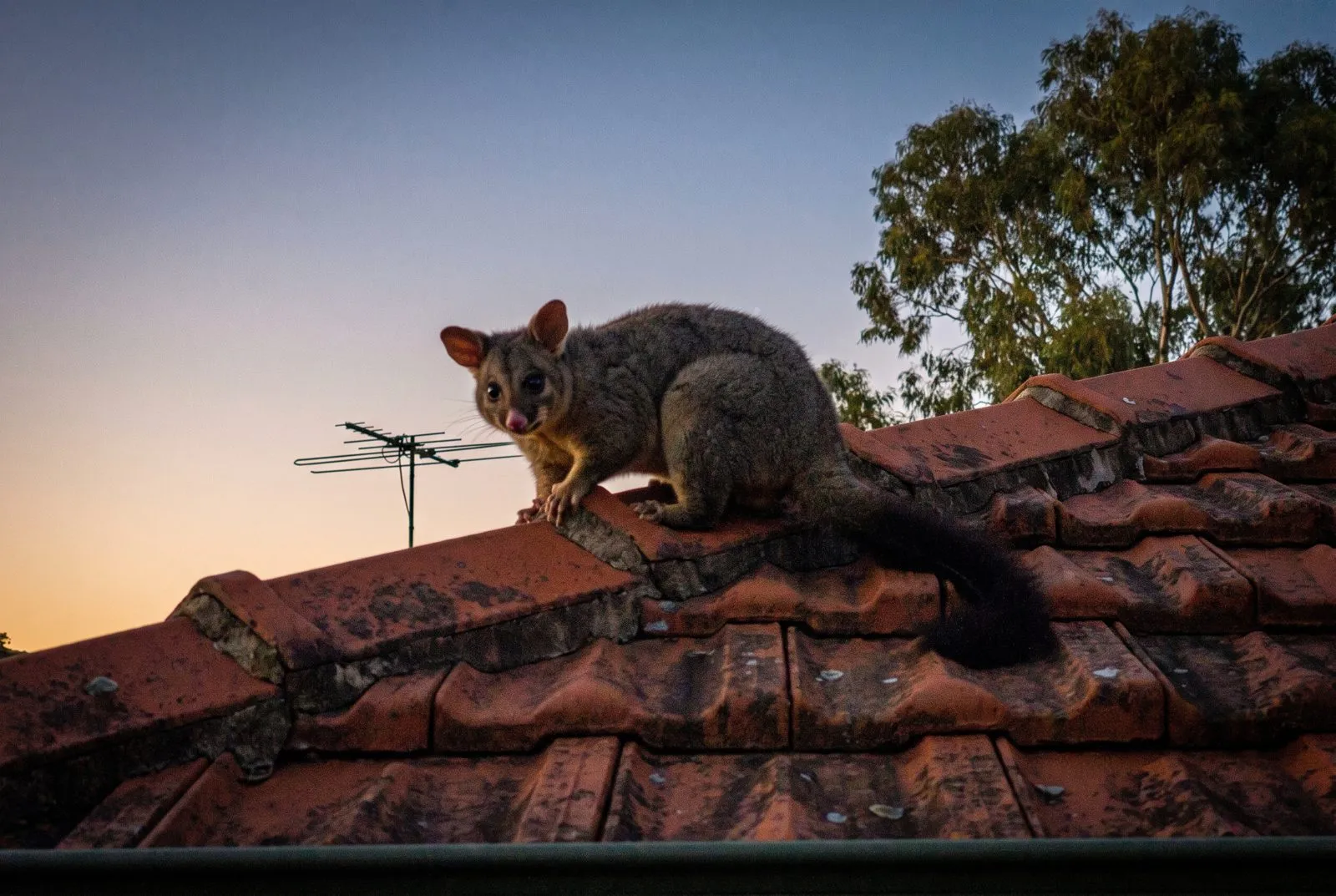 Heavy thumps at dusk and dawn
