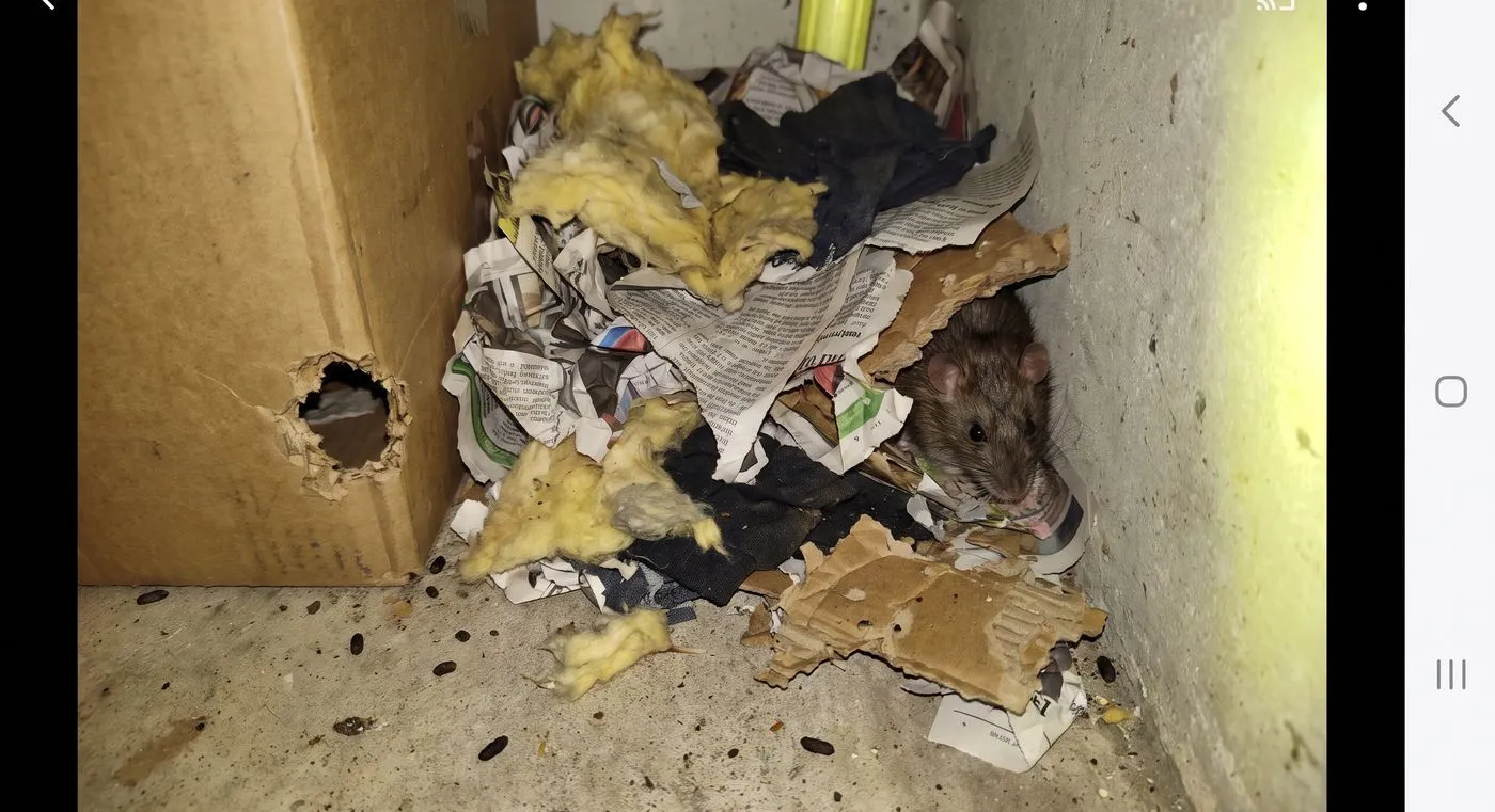 Nests in storage areas