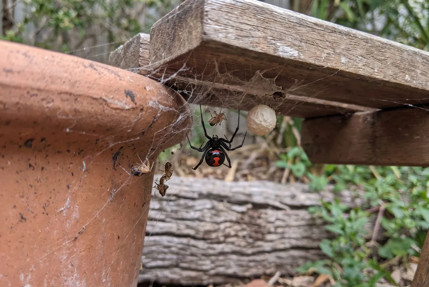 Redback
