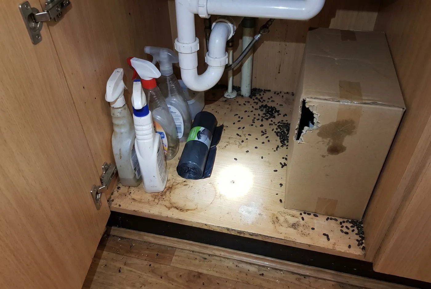 Droppings in cupboards