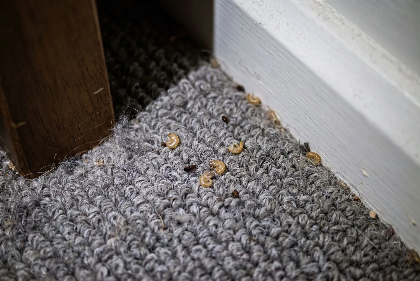 Shed skins near the bed