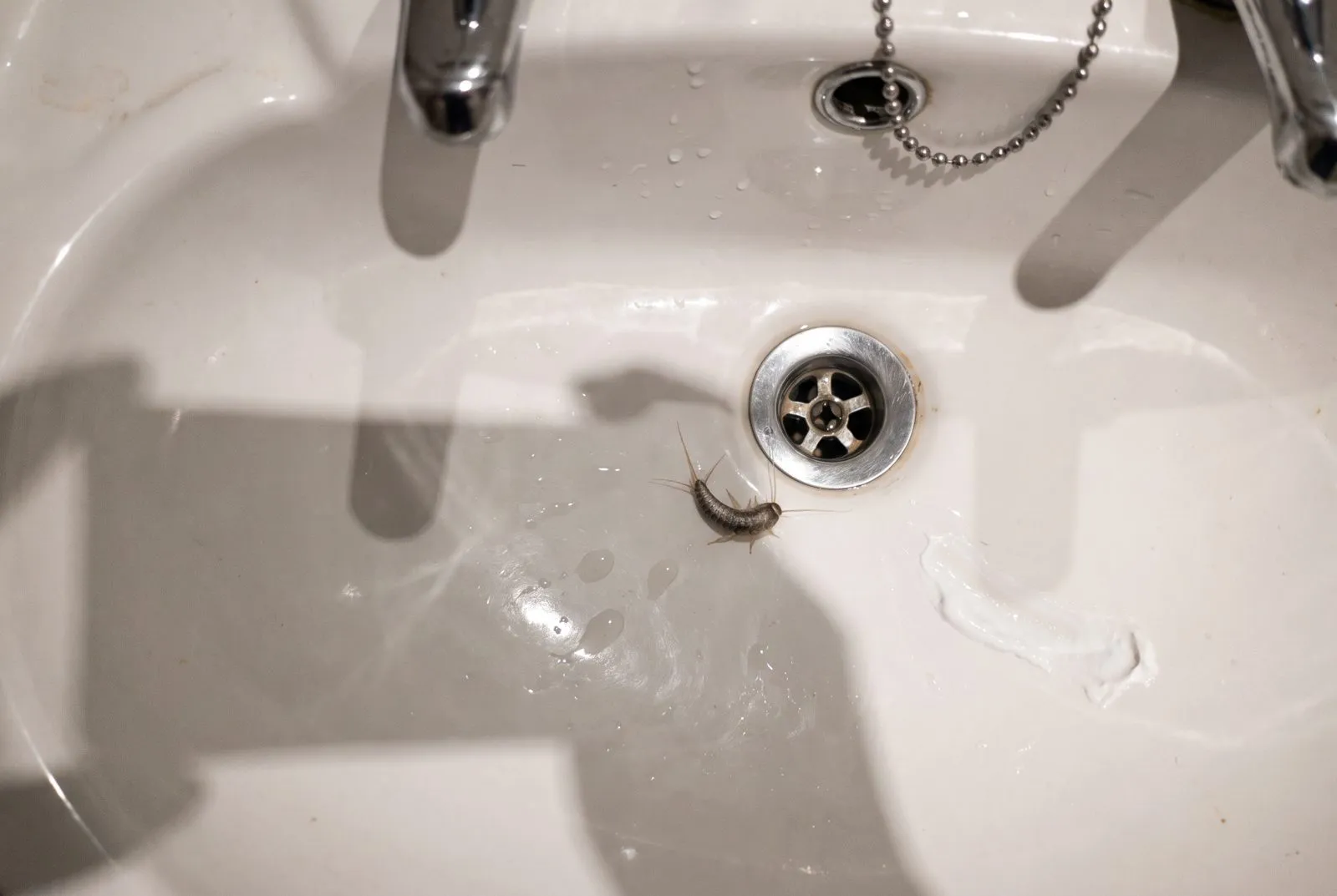 Insects in bath or sink