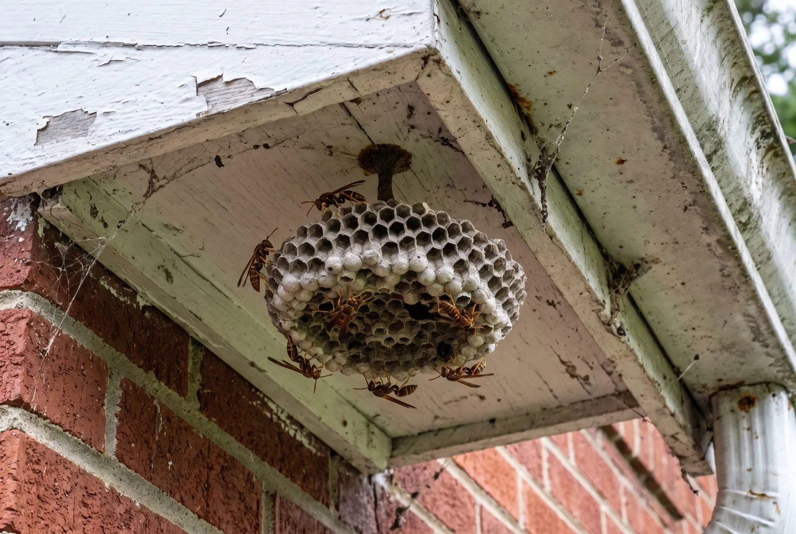 Under eaves and gutters