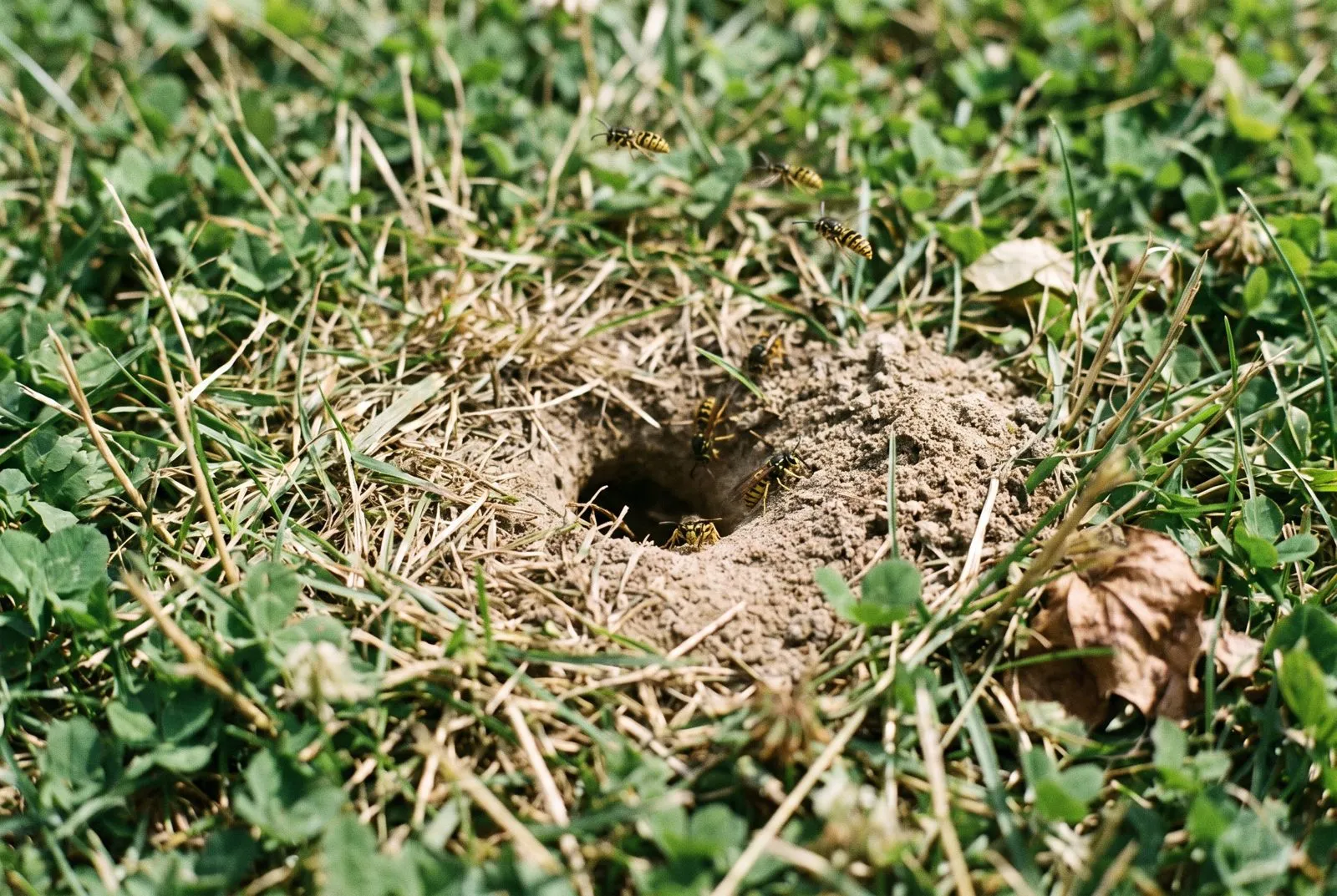 In the ground or lawn