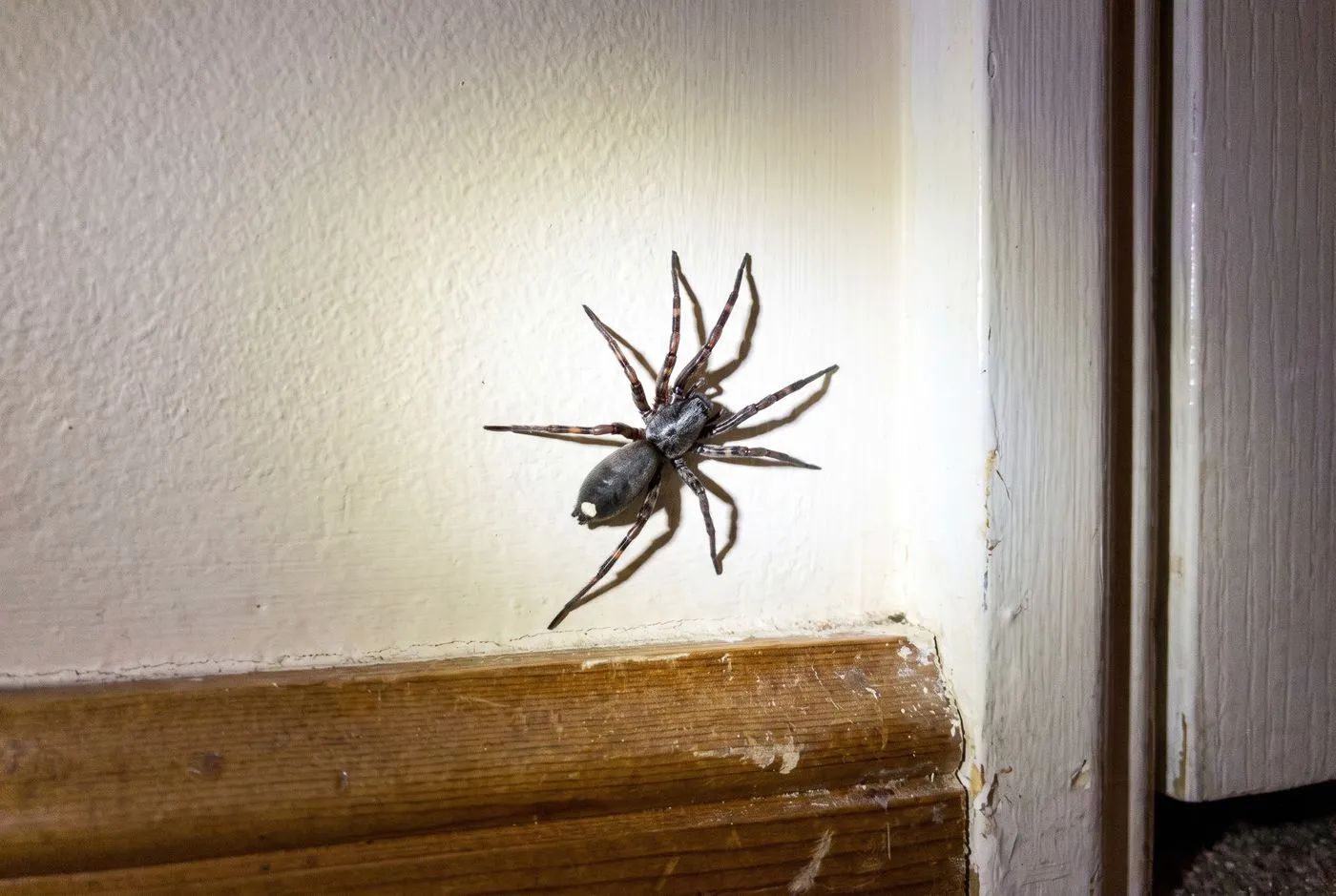 White-tailed spider