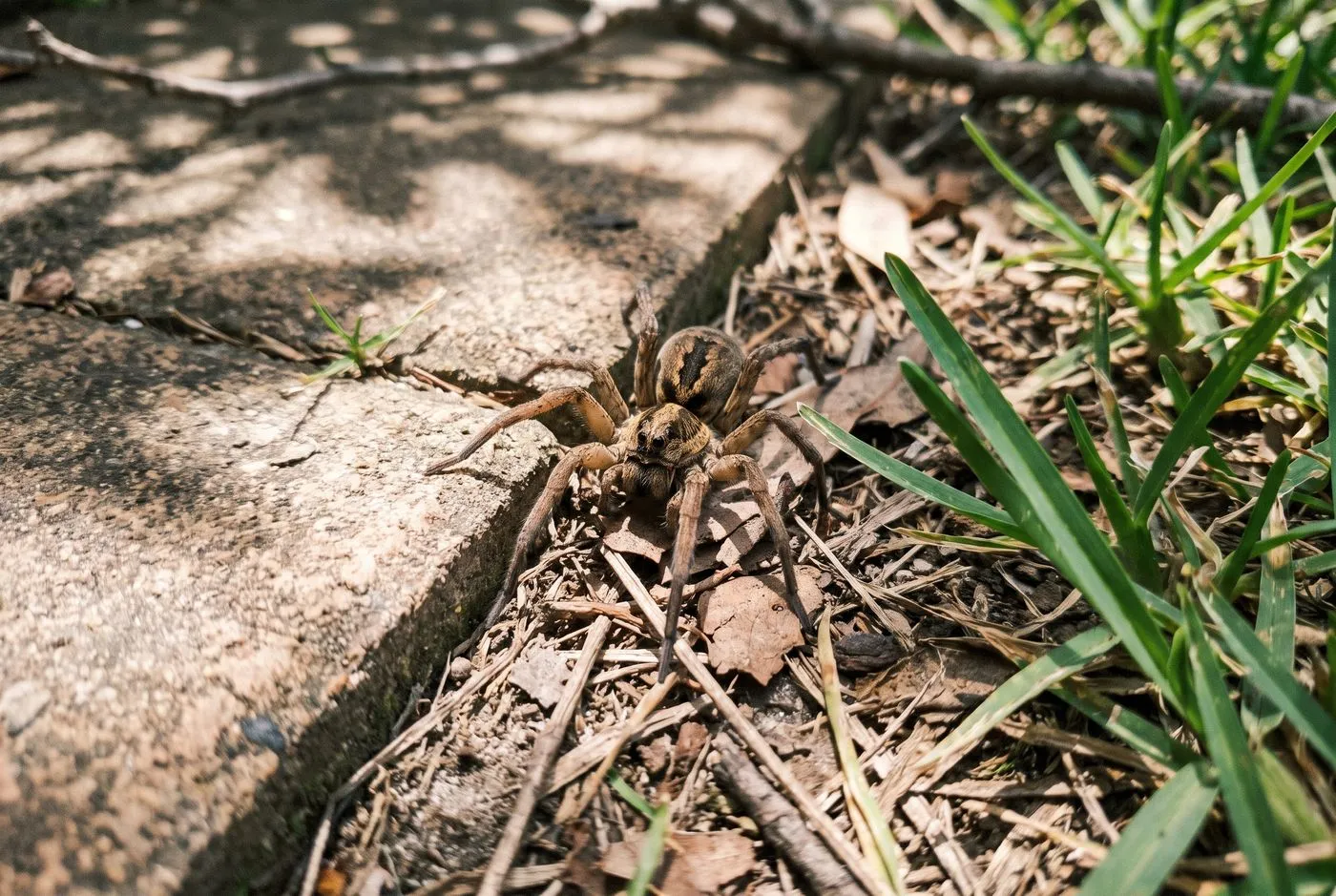 Wolf spider