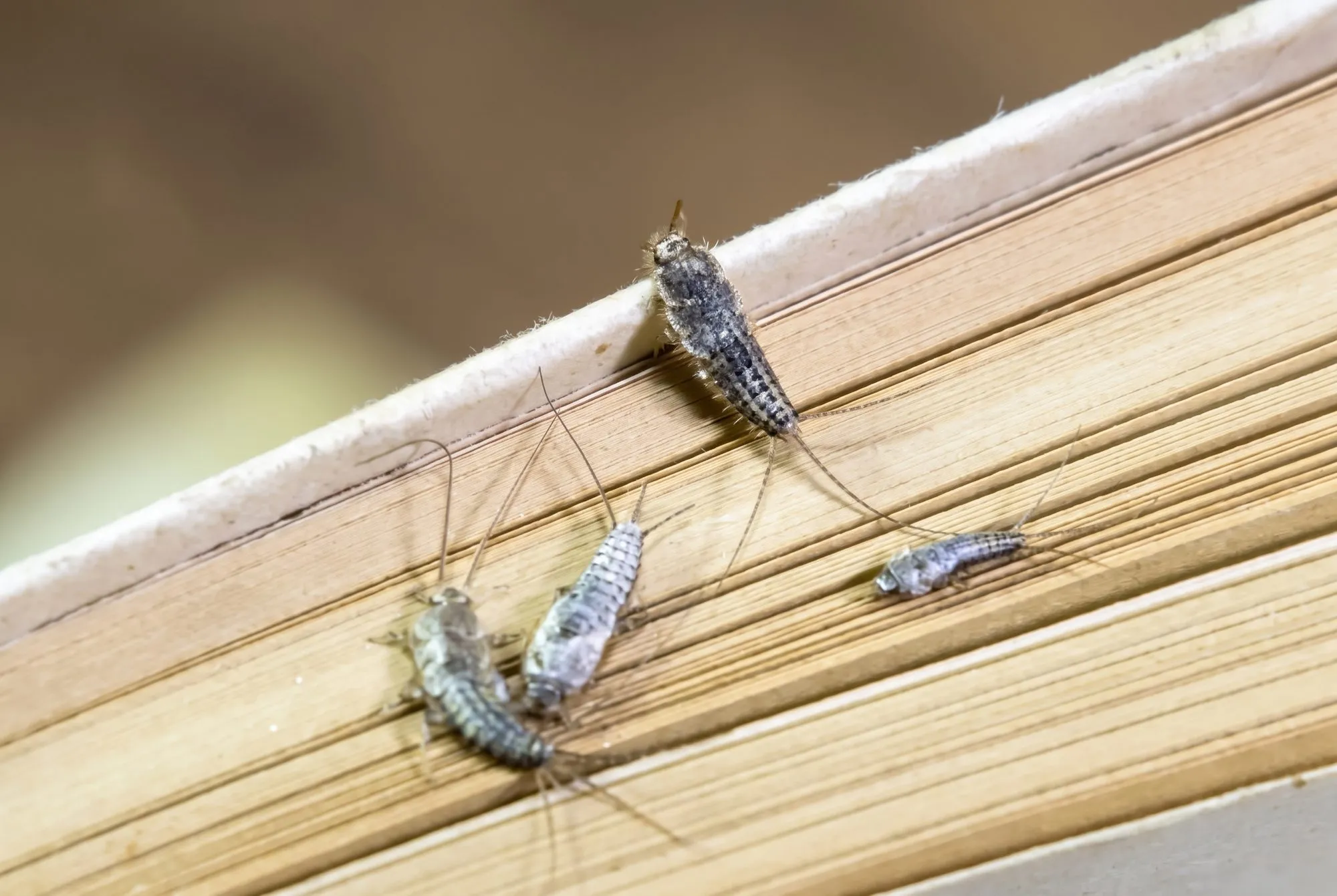 Silverfish Control