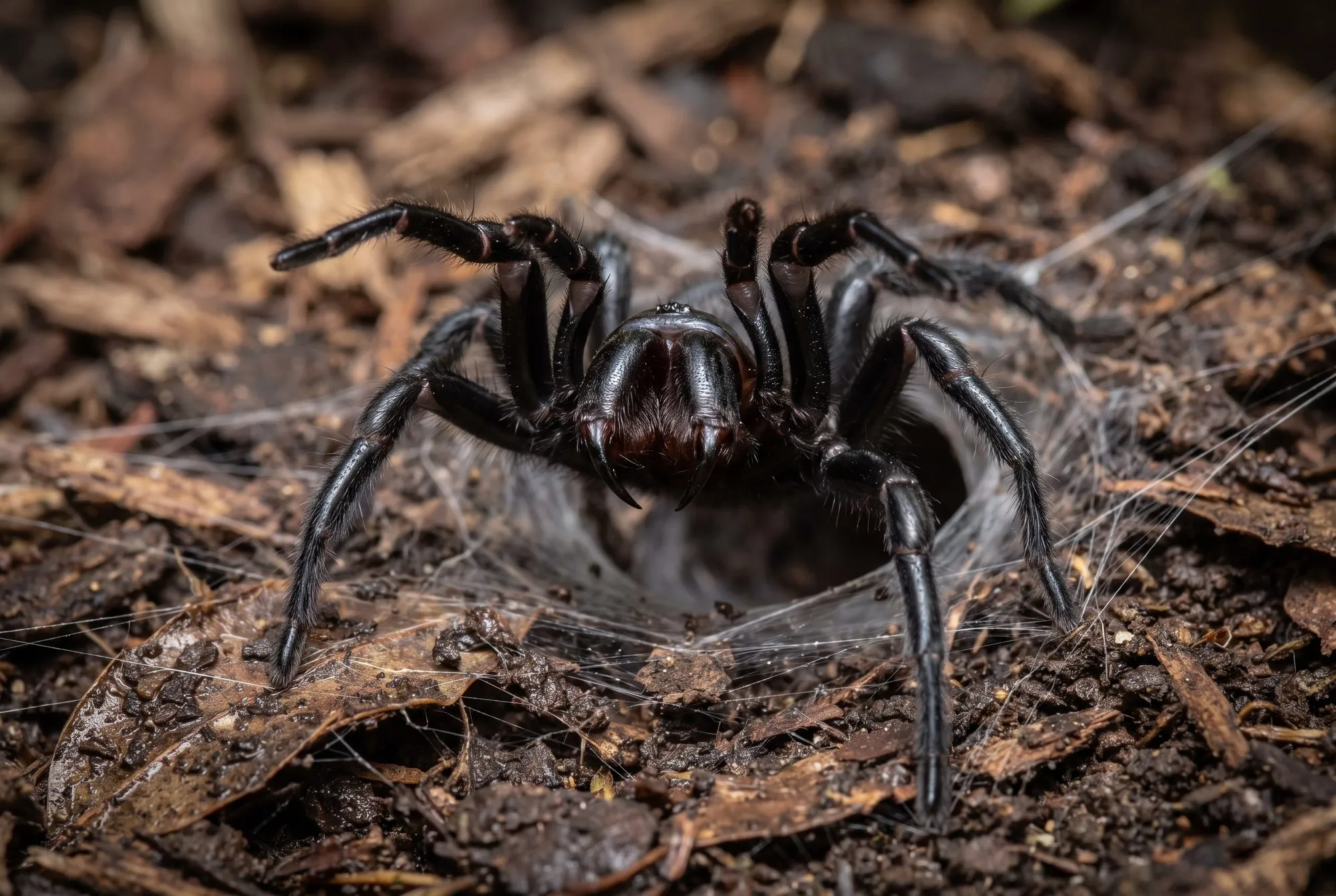 Spider Control