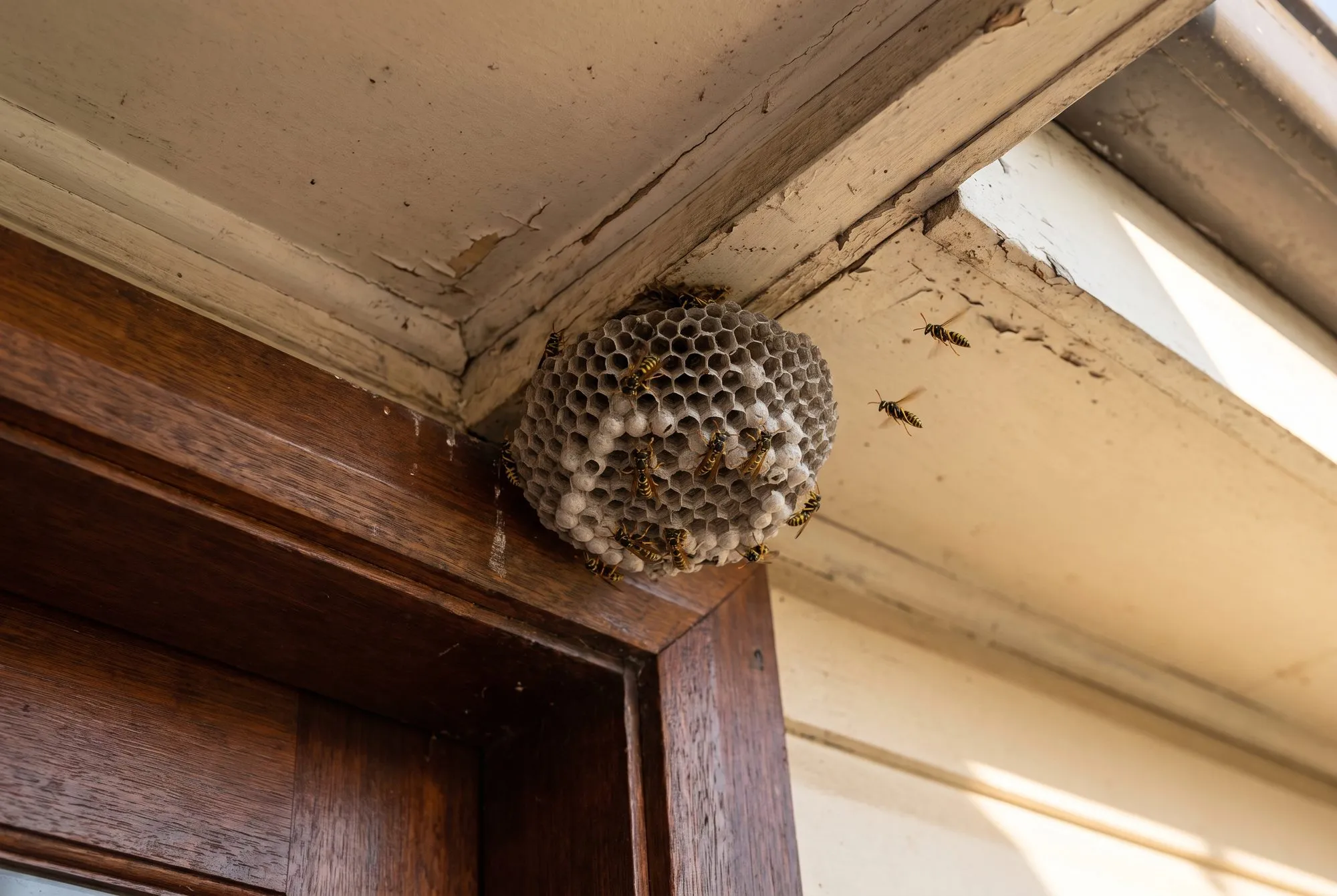 Wasps & Bees
